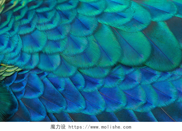 孔雀羽毛的特写孔雀羽毛的特写，使其成为美丽的背景.